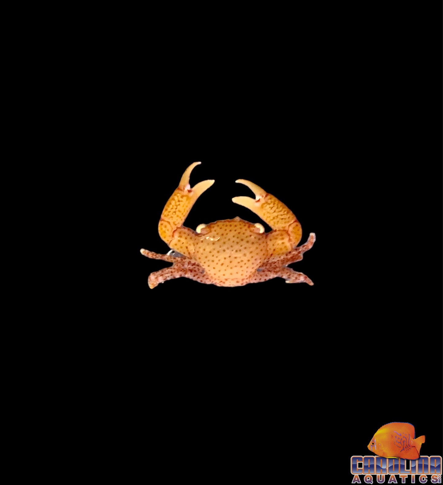 Crab - Spotted Trapezia