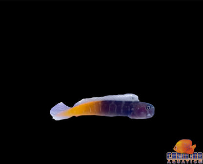 Blenny - Bicolor Lg