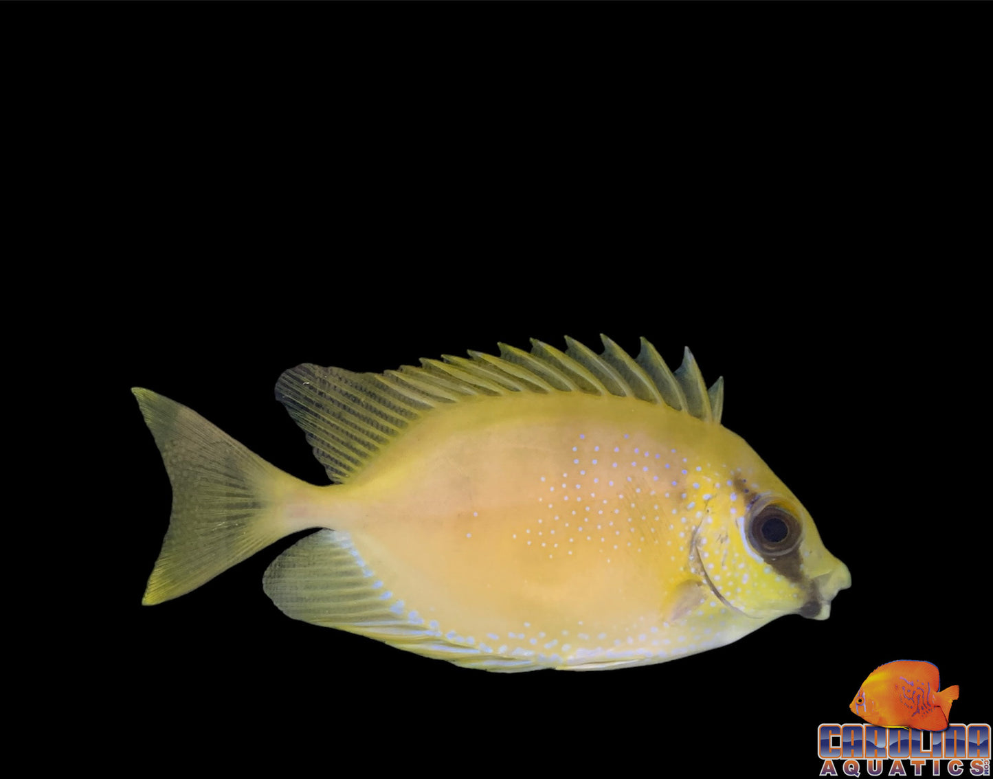 Rabbitfish - Blue Spotted