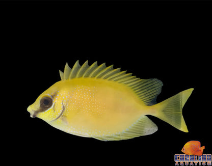 Rabbitfish - Blue Spotted