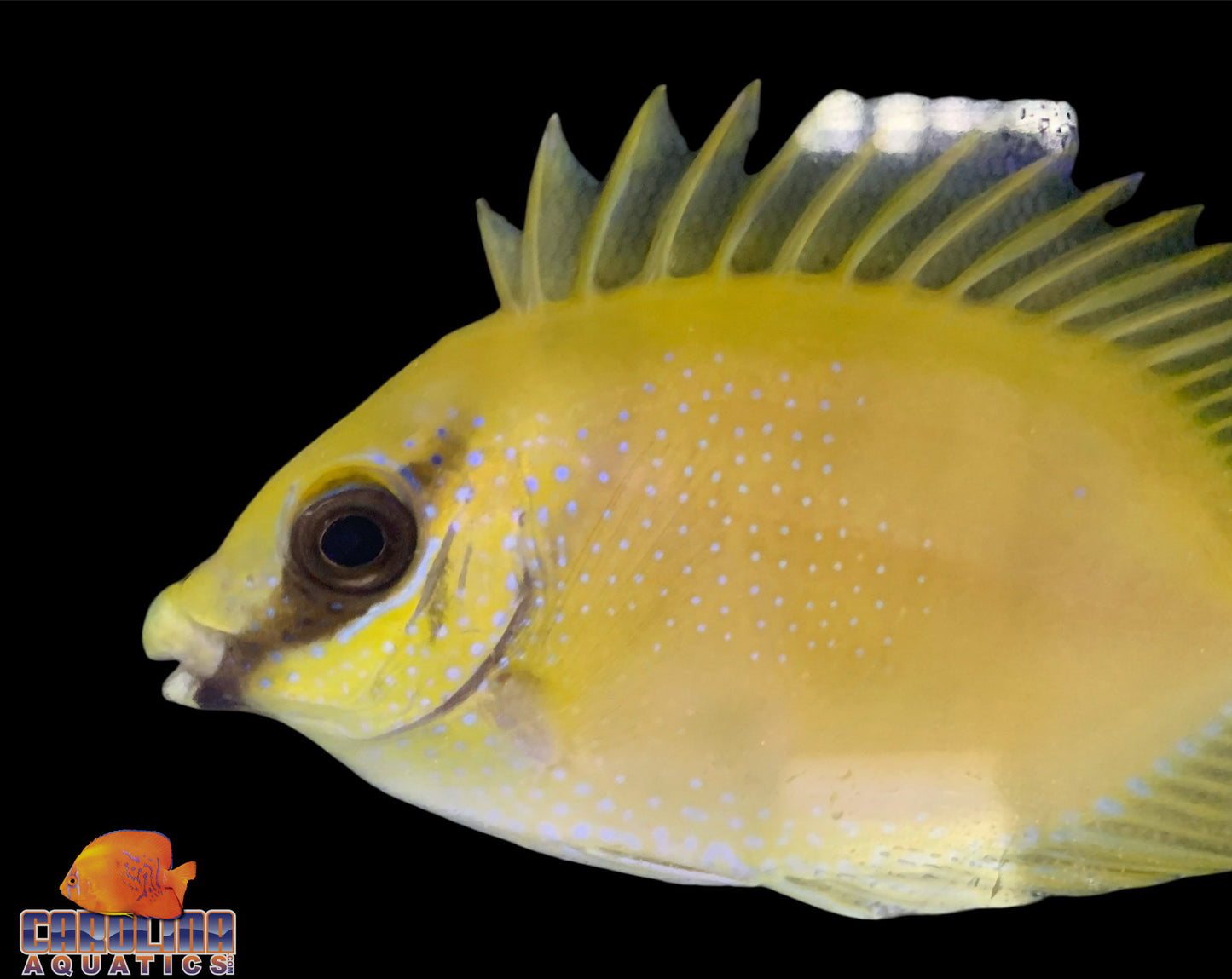 Rabbitfish - Blue Spotted