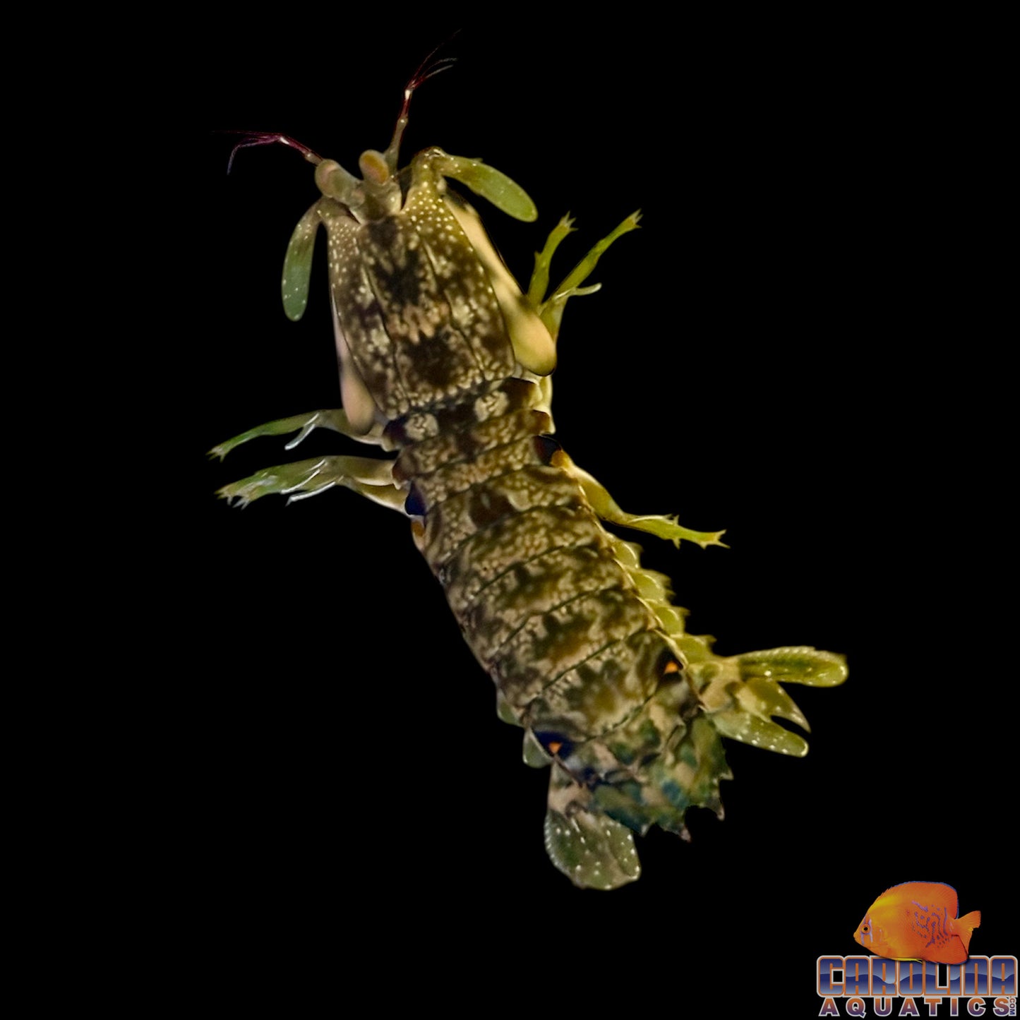 Shrimp - Mantis Blue Spot