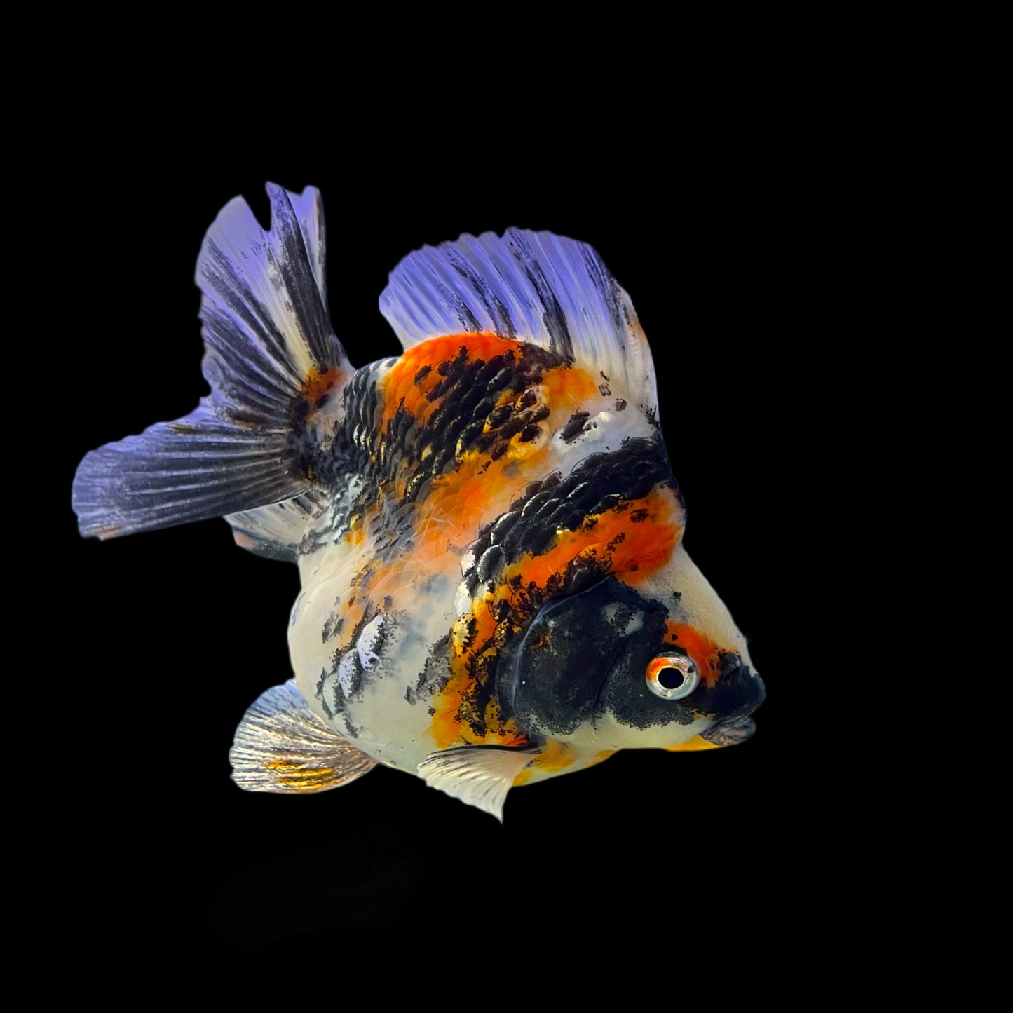 Goldfish - Ryukin Shorttail High Body A Grade 5-6in