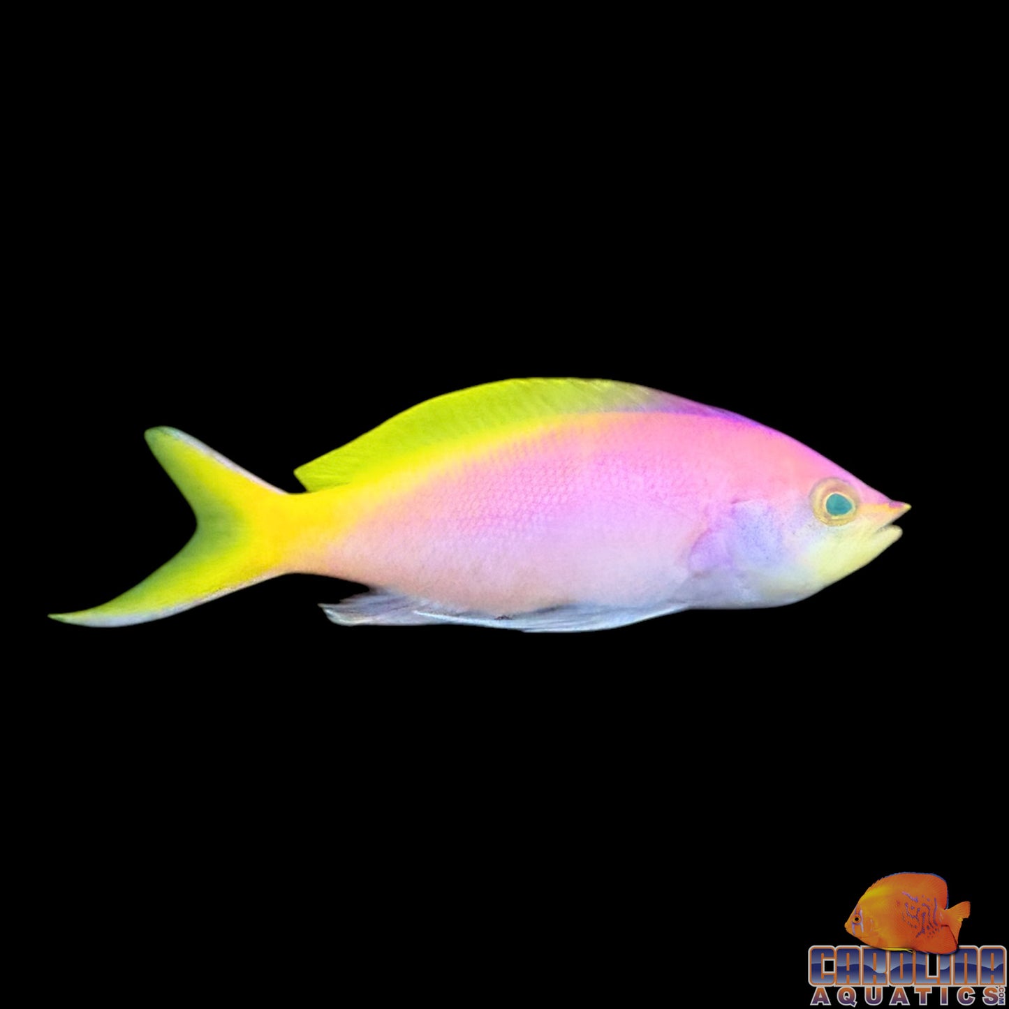 Anthias - Bartletts