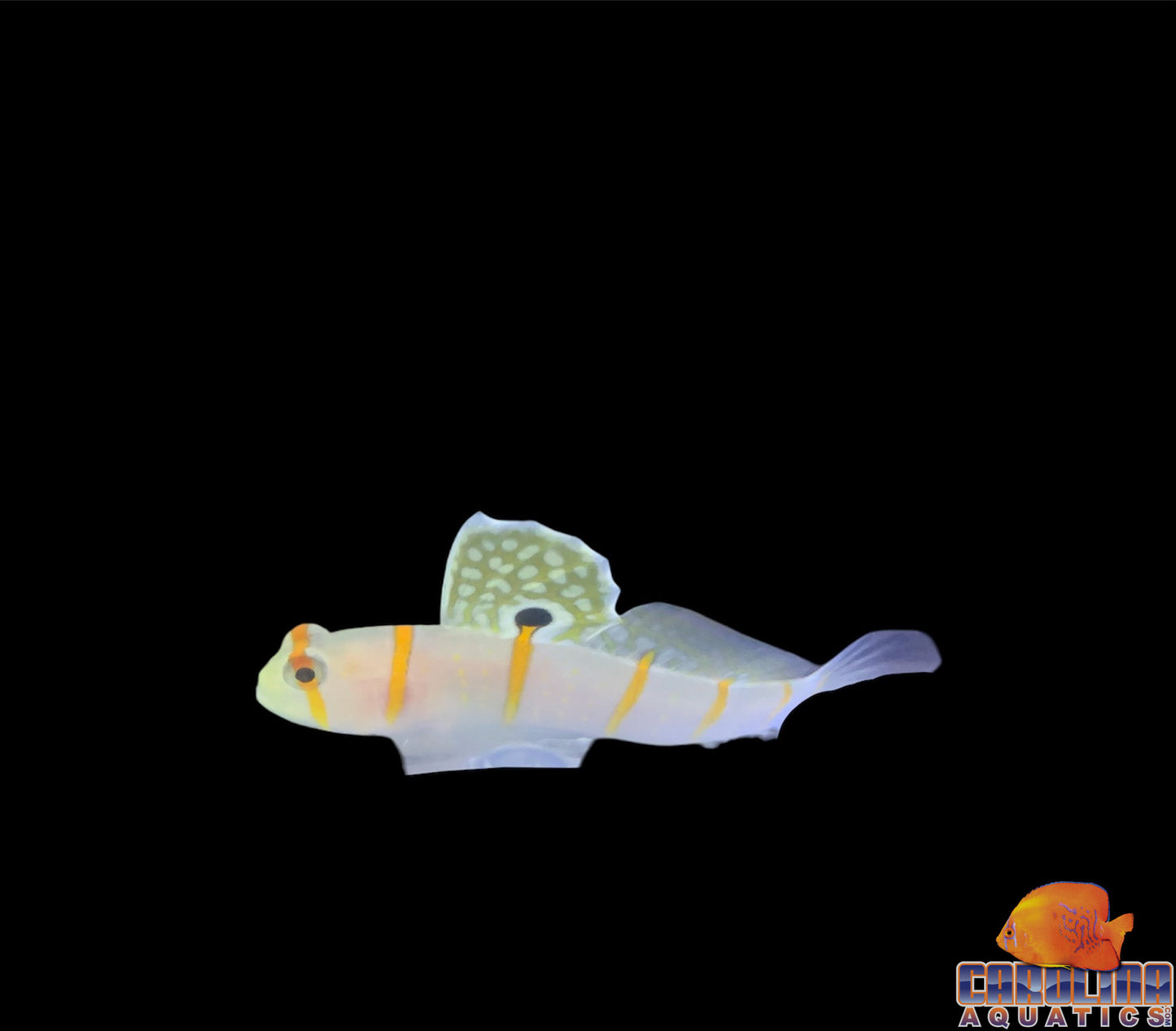 Goby - Prawn Randalii