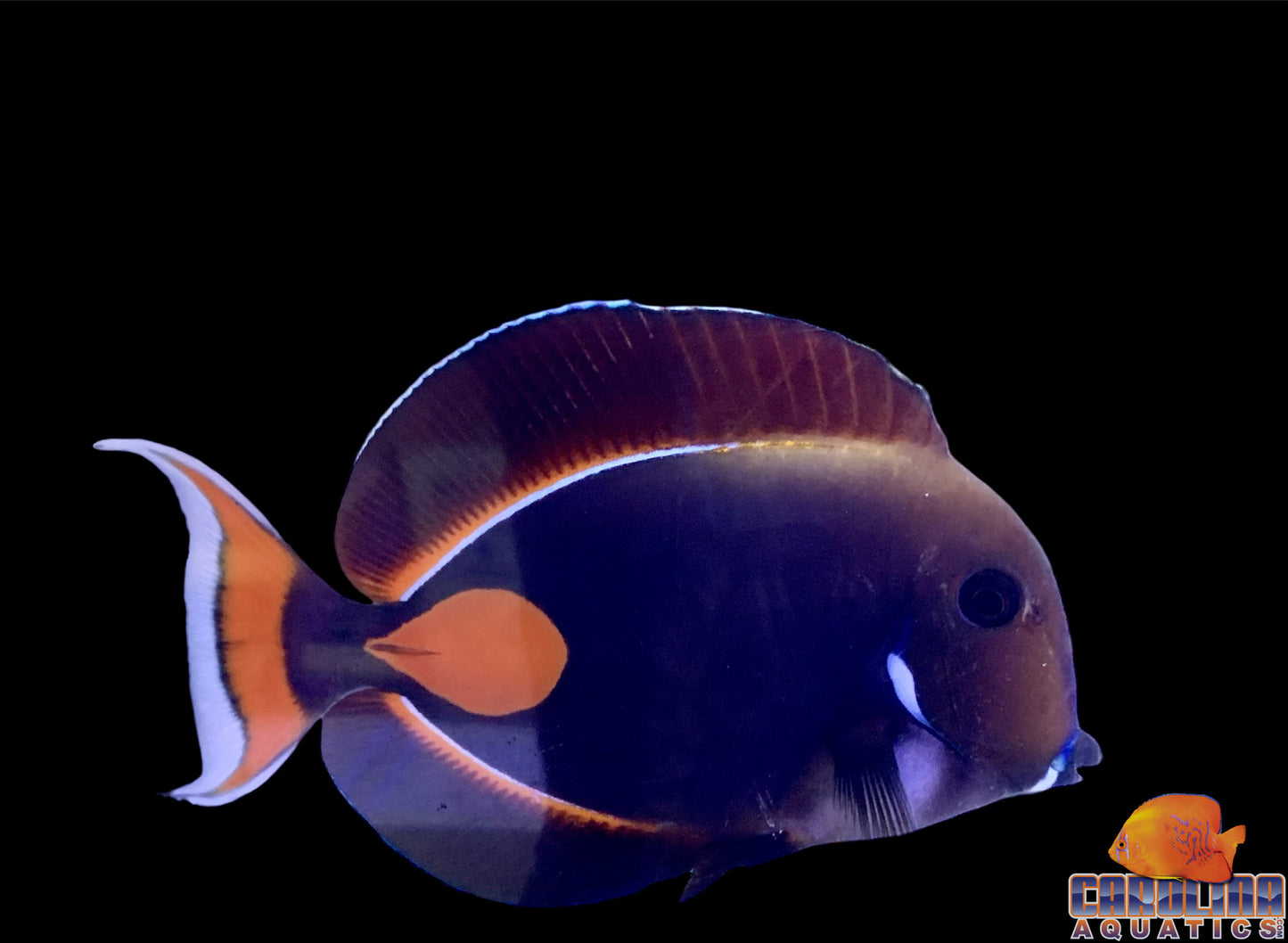 Tang - Achilles Show