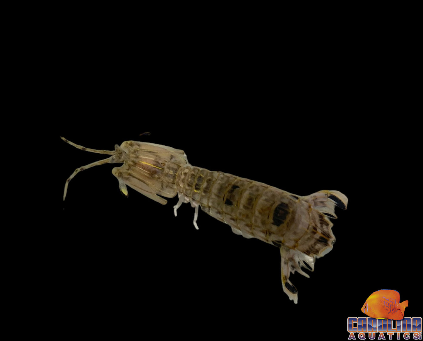 Shrimp - Mantis Scaly-Tailed