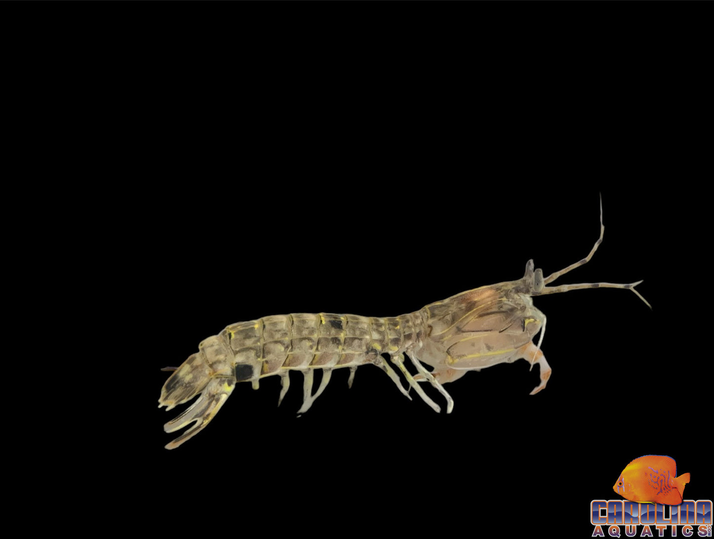 Shrimp - Mantis Scaly-Tailed