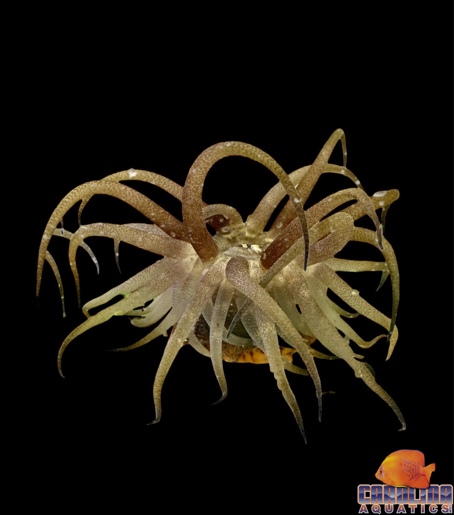 Anemone - Assorted Predatory