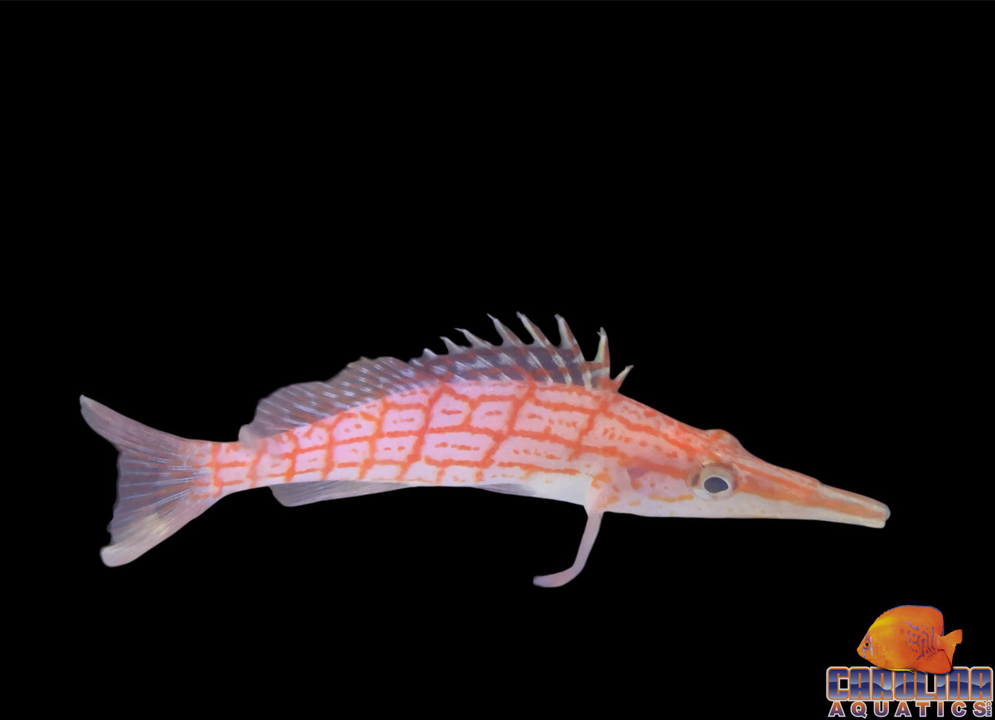 Hawkfish - Longnose Sm/Md