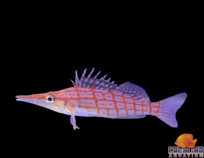 Hawkfish - Longnose Sm/Md