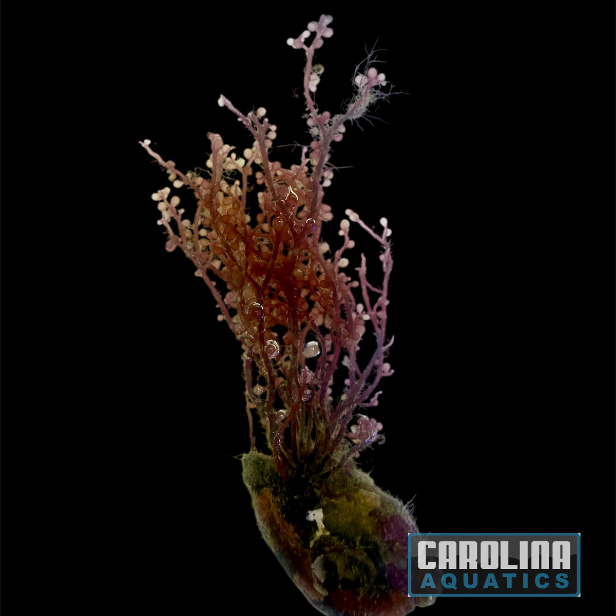 Red Grape Algae