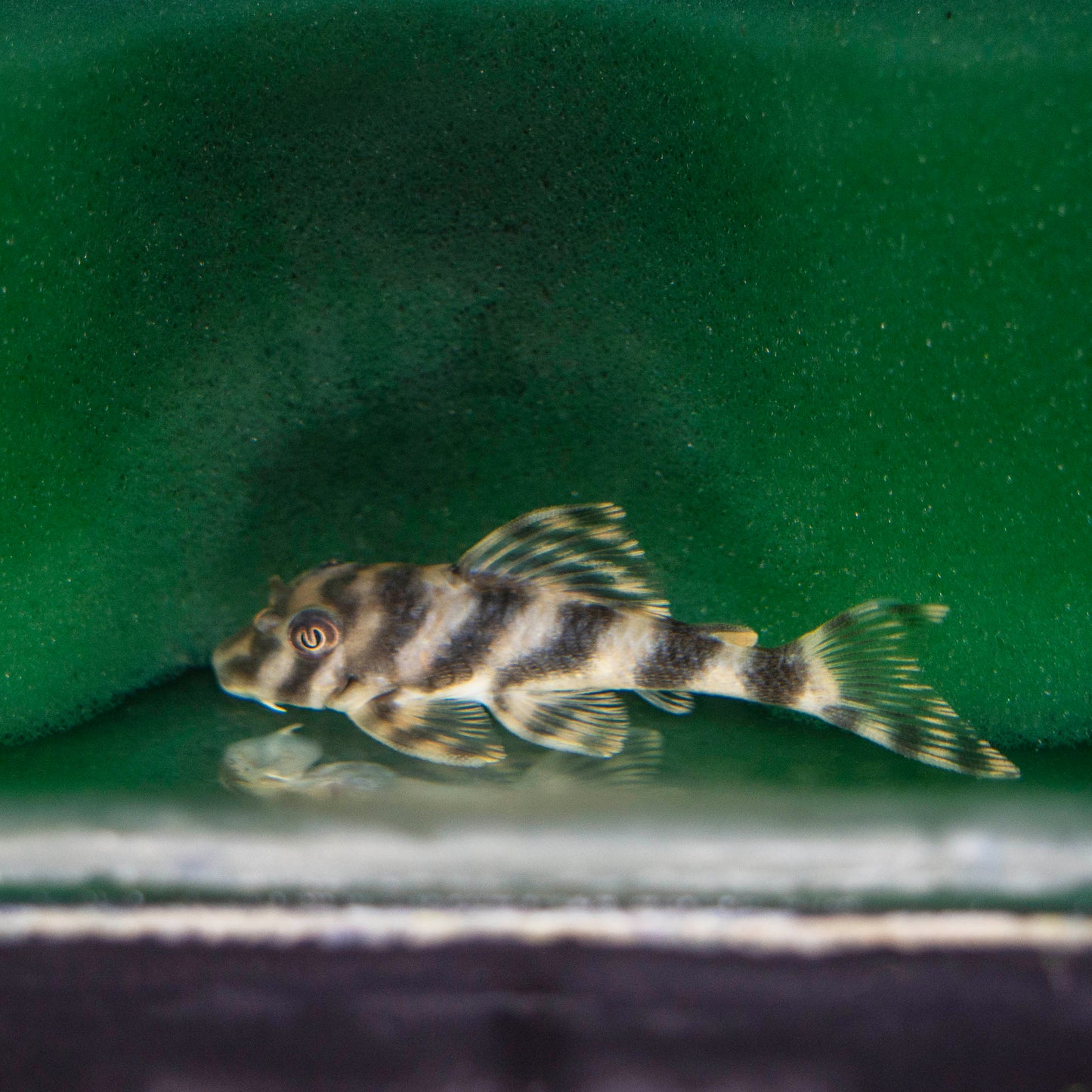 Pleco - Candy Striped L-015 2.5-3in.