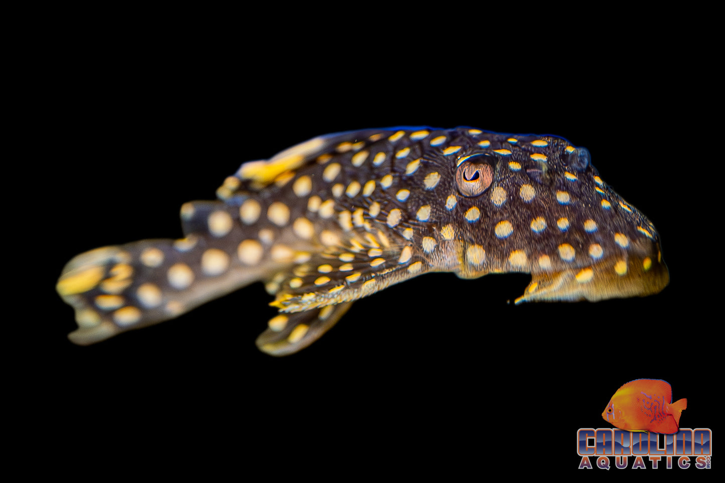 Pleco - Big Spot Gold Nugget L-018 1.5-2in.