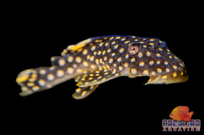 Pleco - Big Spot Gold Nugget L-018 4-5in.