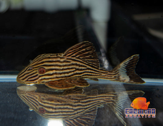 Pleco - Royal Platinum Xingu L-027 2.5-3in.