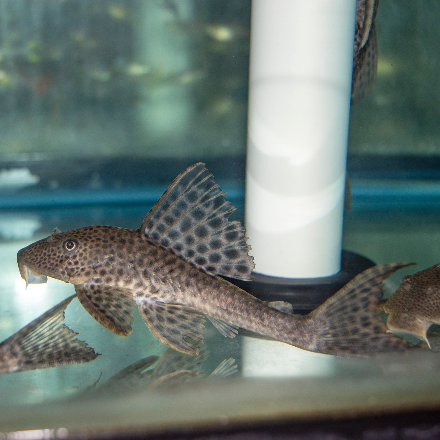 Pleco - Leopard Hypostomus L-449 2in