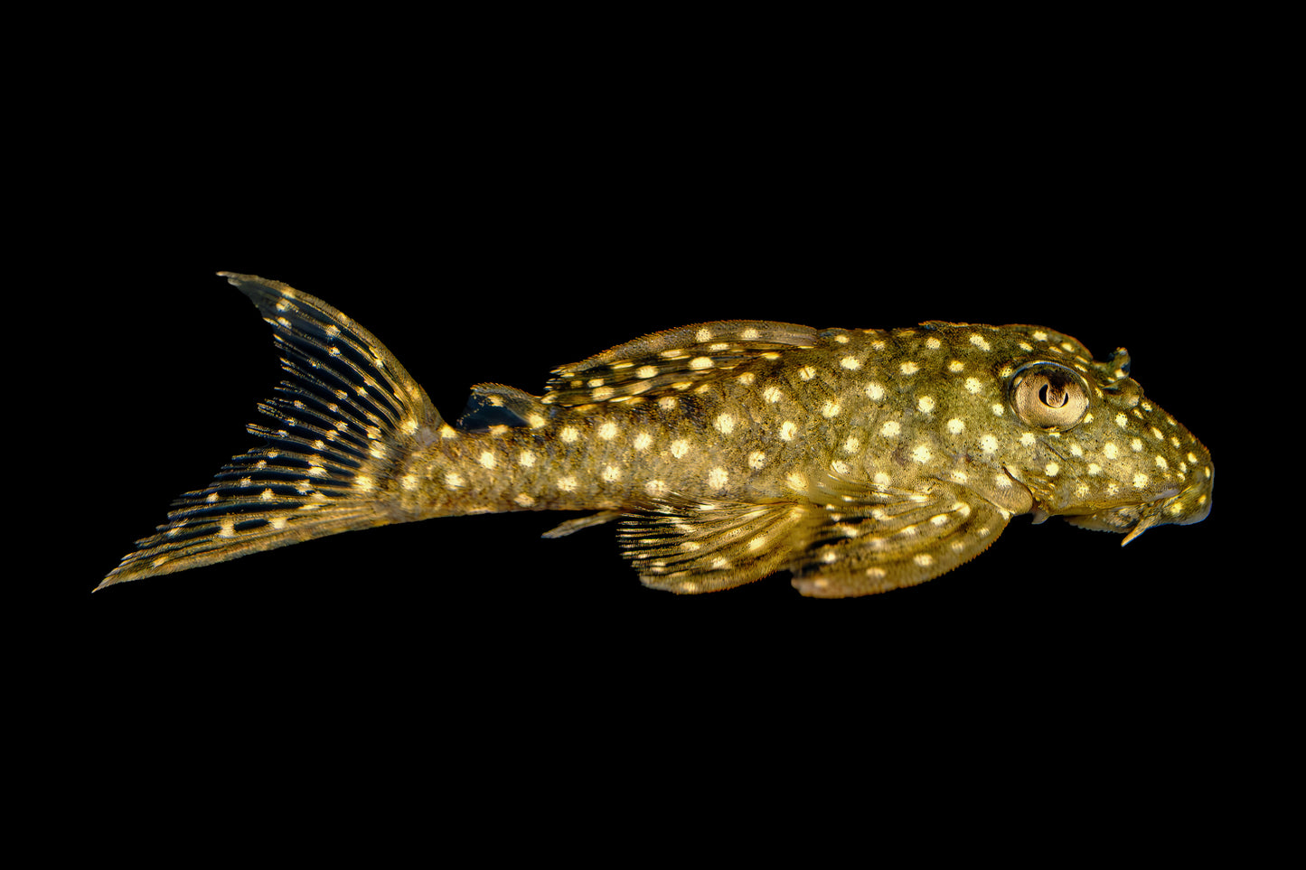 Pleco - Angelicus Gold Spot L-136 1.5-2in