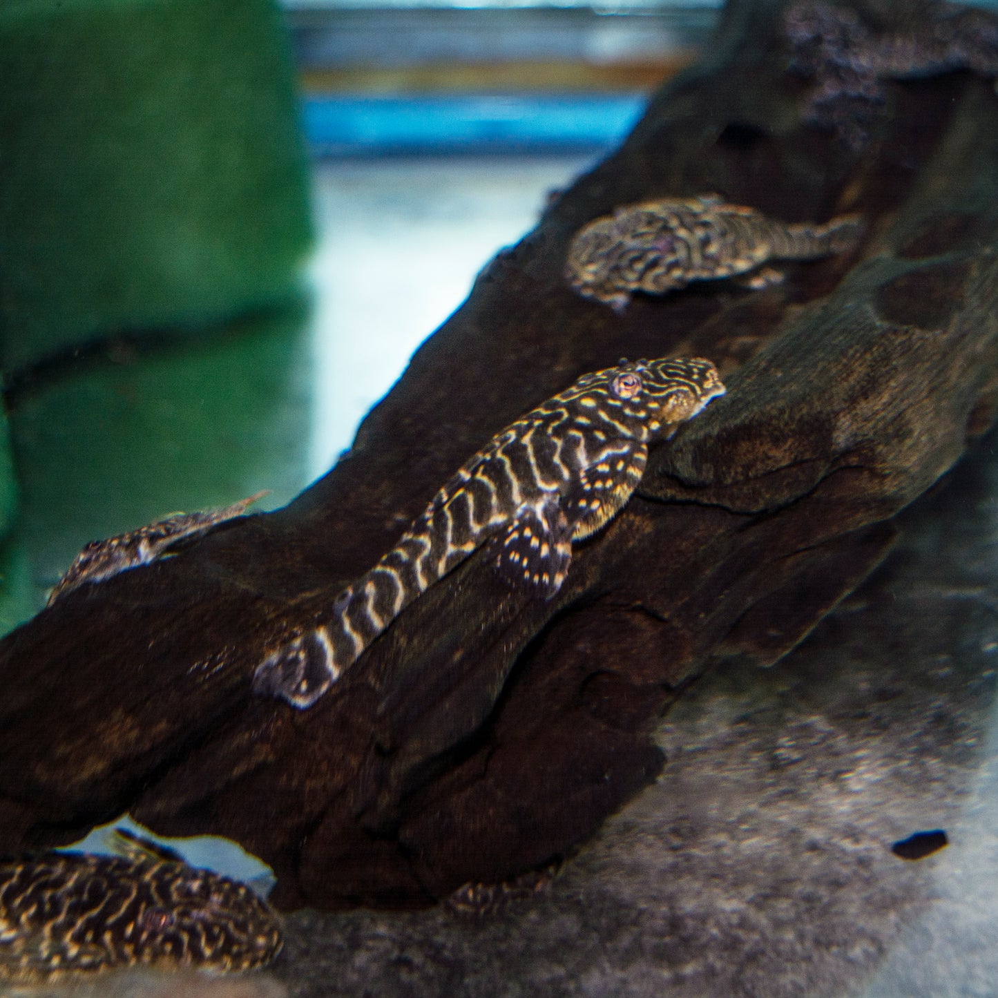 Pleco - Tiger Stripe L-257 Med