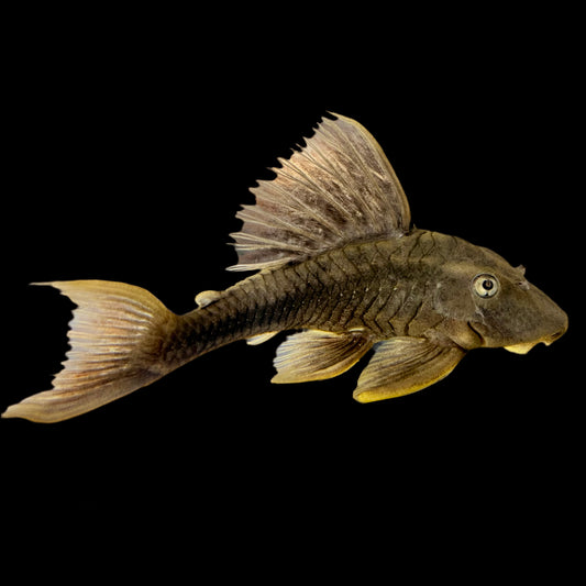 Pleco - Firefin Hypostomus L-360 3-4in