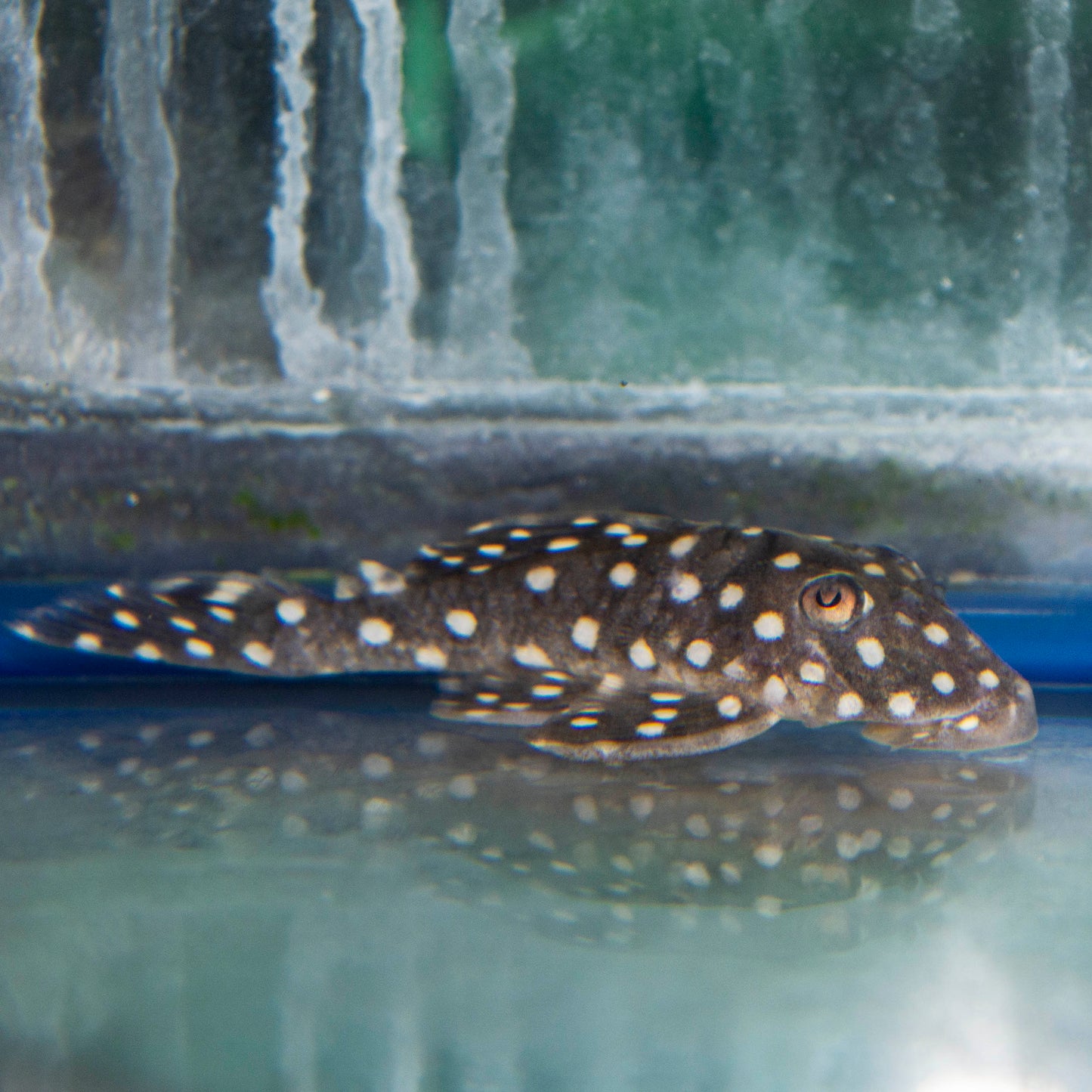 Pleco - Brazil Snowball LDA033
