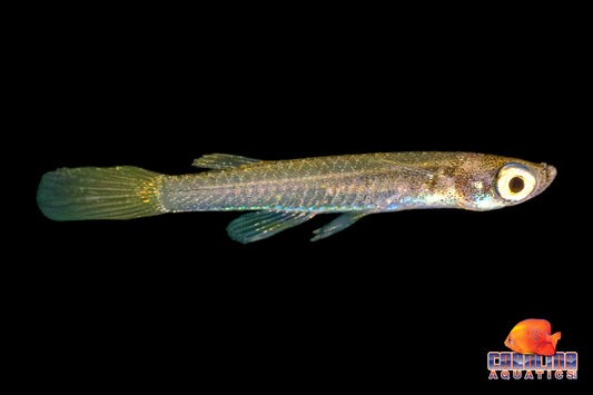 Misc - Lampeye South American Pygmy