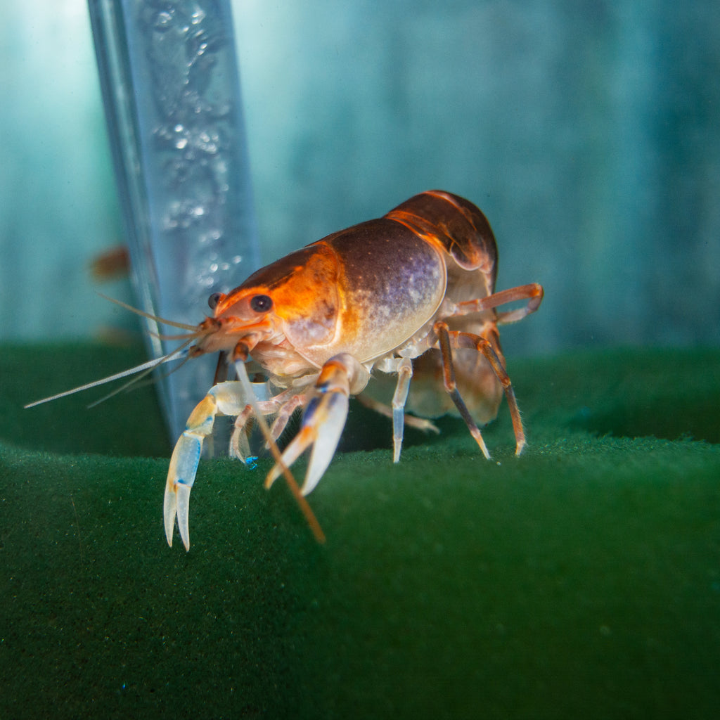 Freshwater Fish – Page 8 – Carolina Aquatics