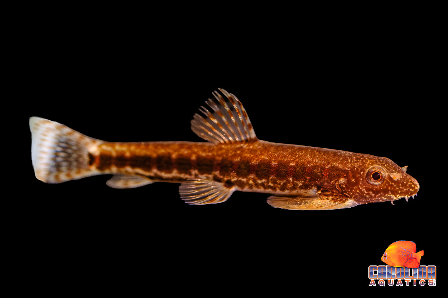 Loach - Hillstream Chinese Crimson Spot