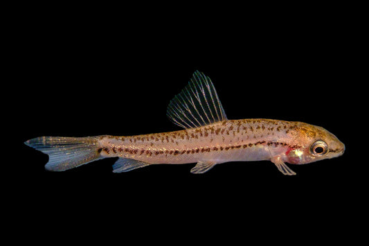 Loach - Burmese Rosy