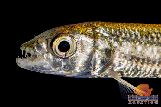Misc - Goliath Tiger Fish Sm/Md