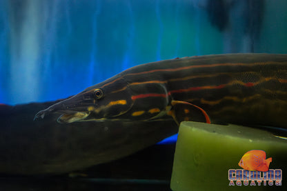Misc - Eel Fire JBO 18-22in