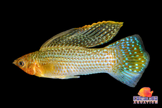 Molly - Sailfin Green XL