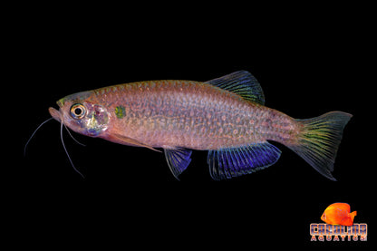Danio - Moustache Lg
