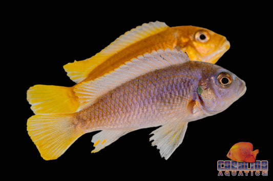 African - Msobo Deep 2in