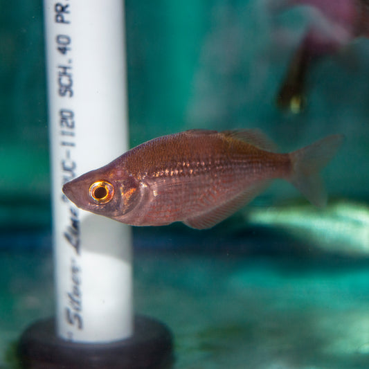 Rainbow - New Guinea Red Med