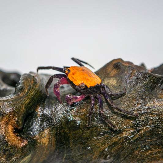Invert - Crab Orange Back Vampire