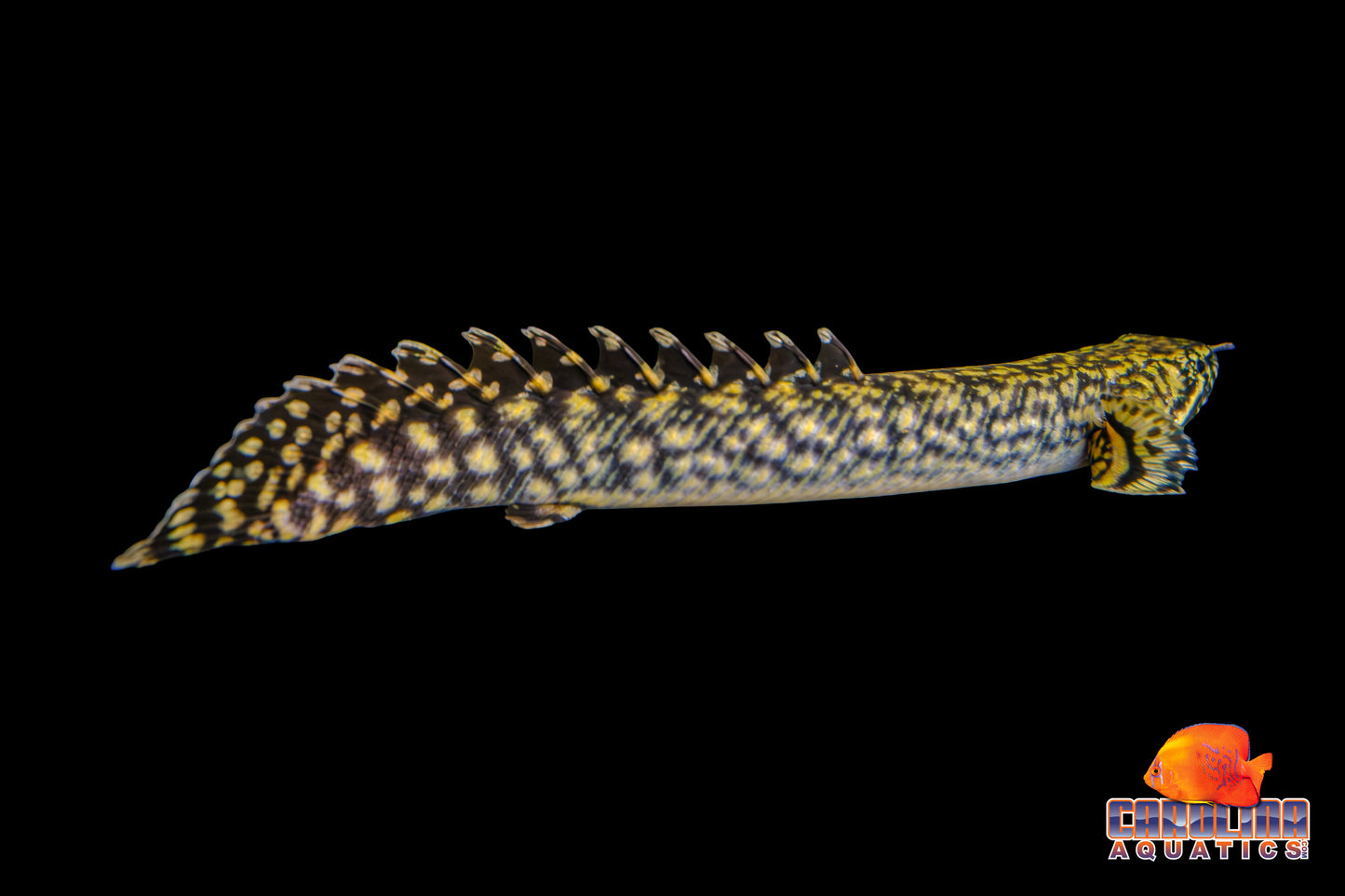 Misc - Bichir Ornate TR 4in