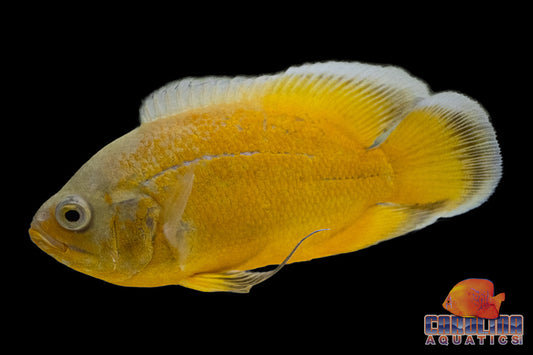 Oscar - Lemon 2.5-3in.