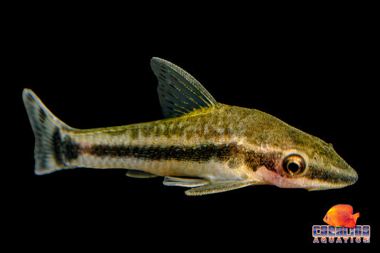 Catfish - Otocinclus