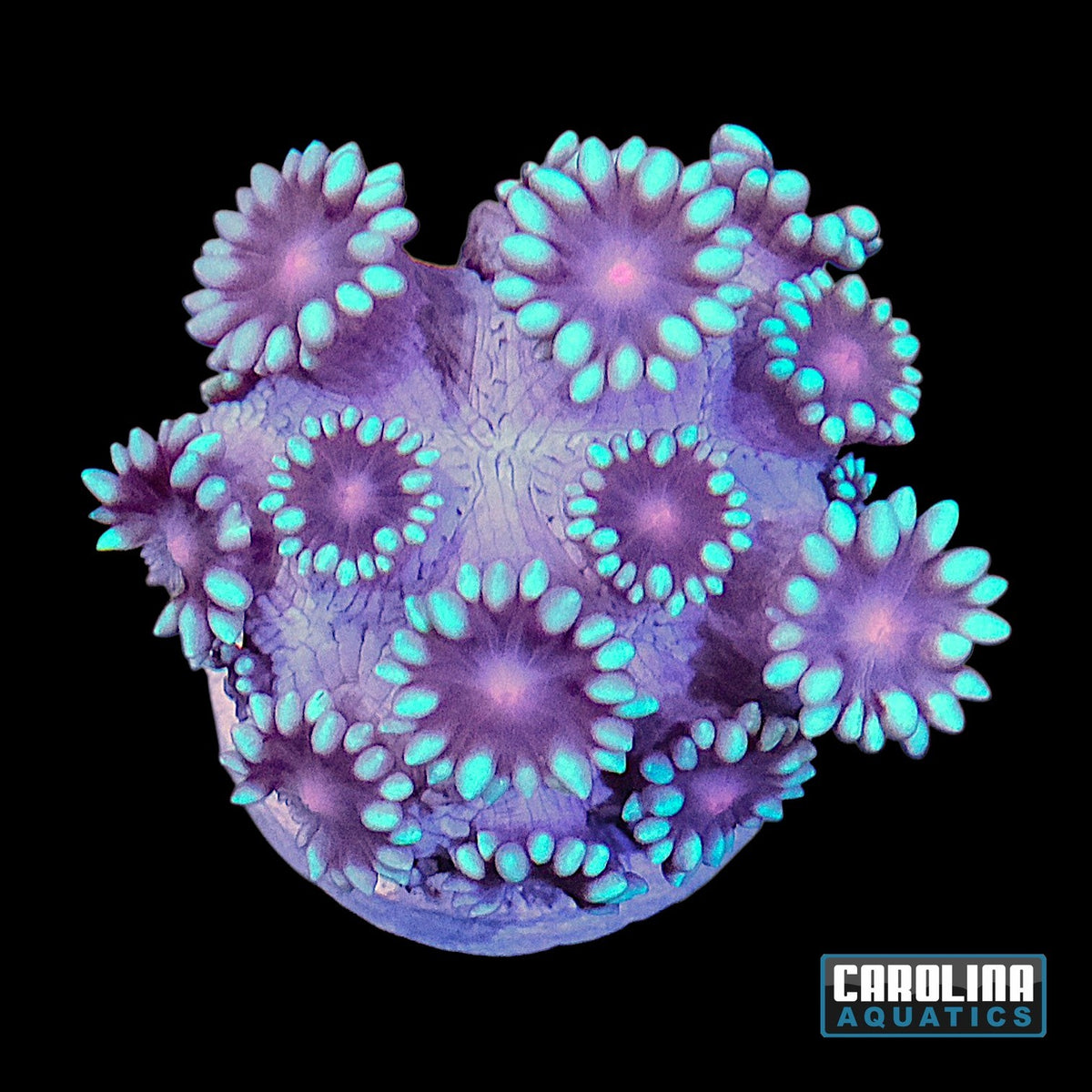 Frag - Goniopora Pink Mouth