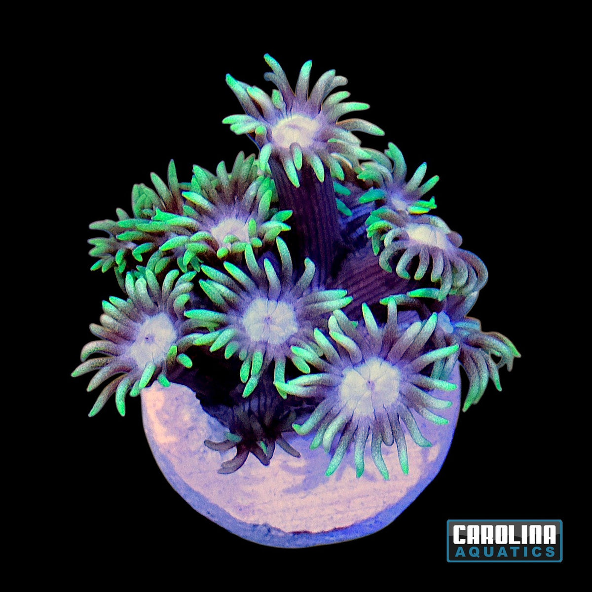 Frag - Goniopora Purple Mouth Neon Green