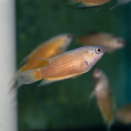 Gourami - Paradise Blue Fin Flame