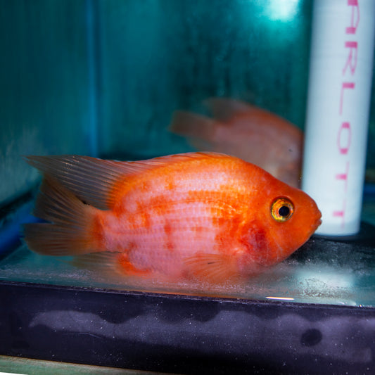 Cichlid - Parrot Red Mammon 5in