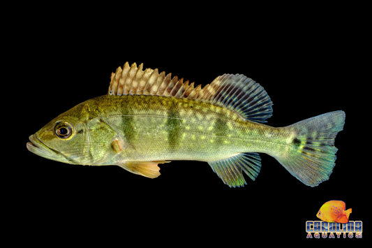 Cichlid - Peacock Bass Green Spot Vichada XL