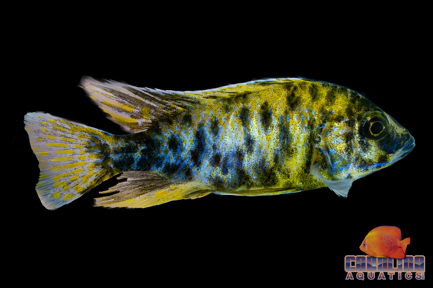 African - Peacock Premium O.B. Male XL