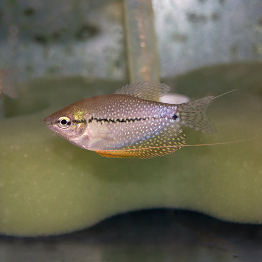 Gourami - Pearl