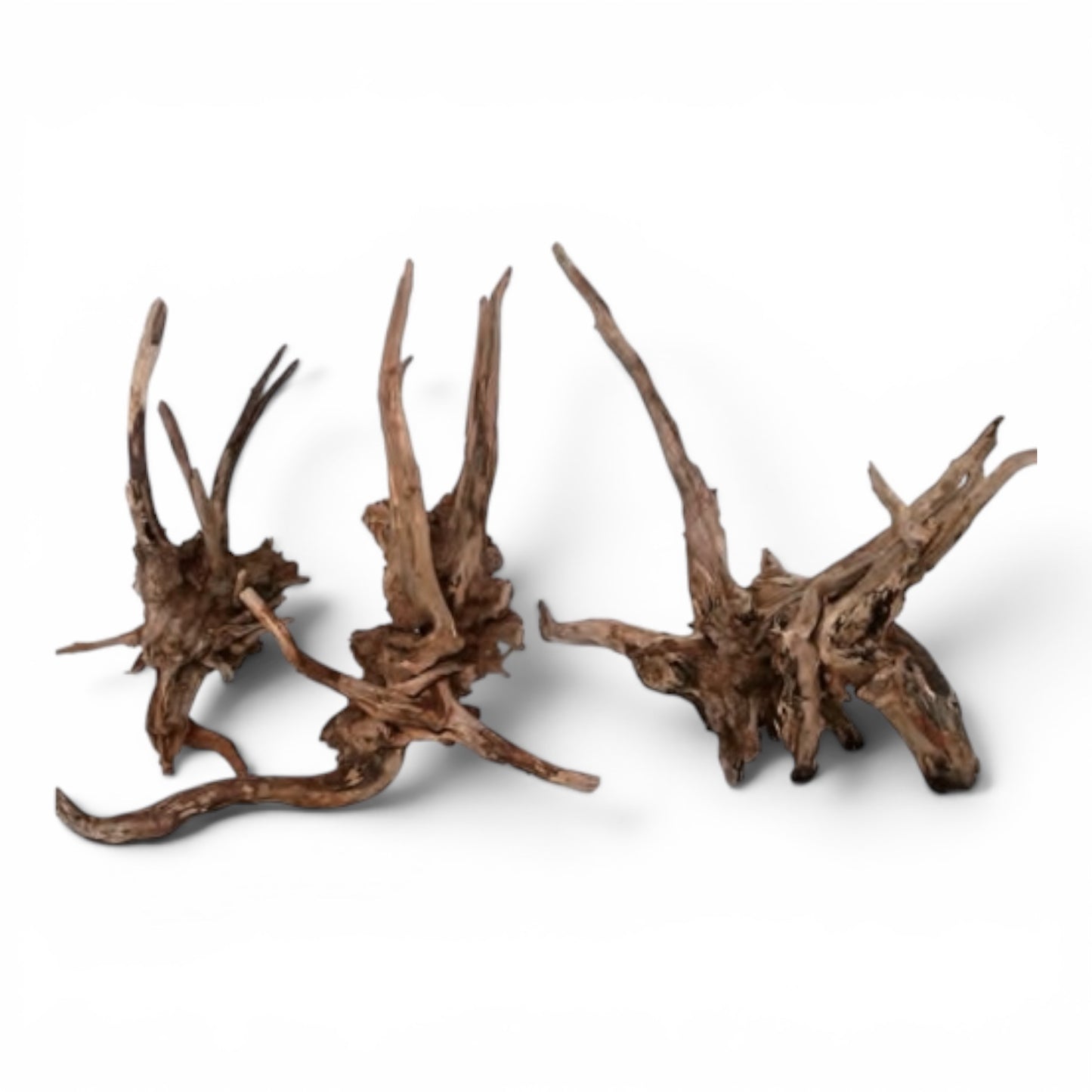 Driftwood - Carolina Black Spider Wood