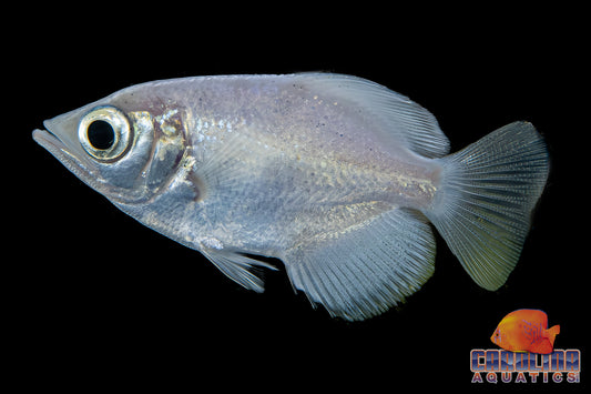 Archerfish - Burmese Clouded Platinum 2in