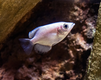 Archerfish - Burmese Clouded Platinum 2in