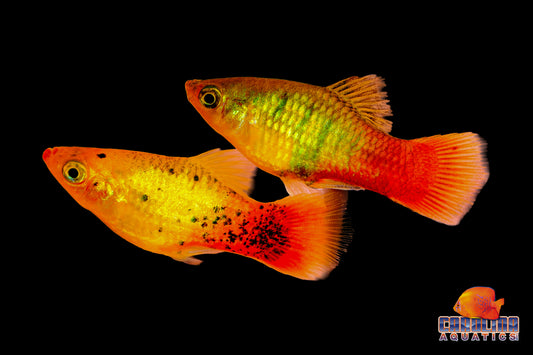 Platy - Asst.